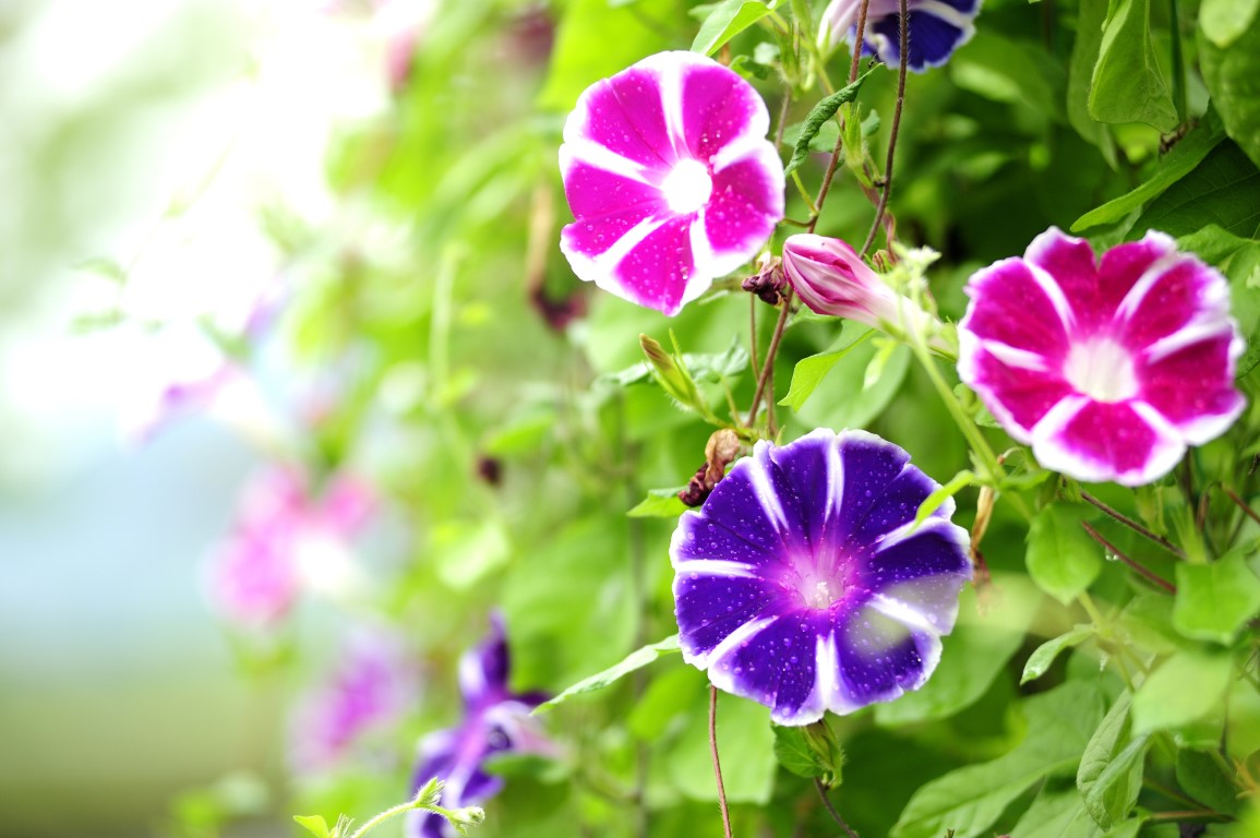 入谷朝顔まつりをレンタル着物・浴衣で楽しもう!浅草散策と一緒に楽しむルートも紹介