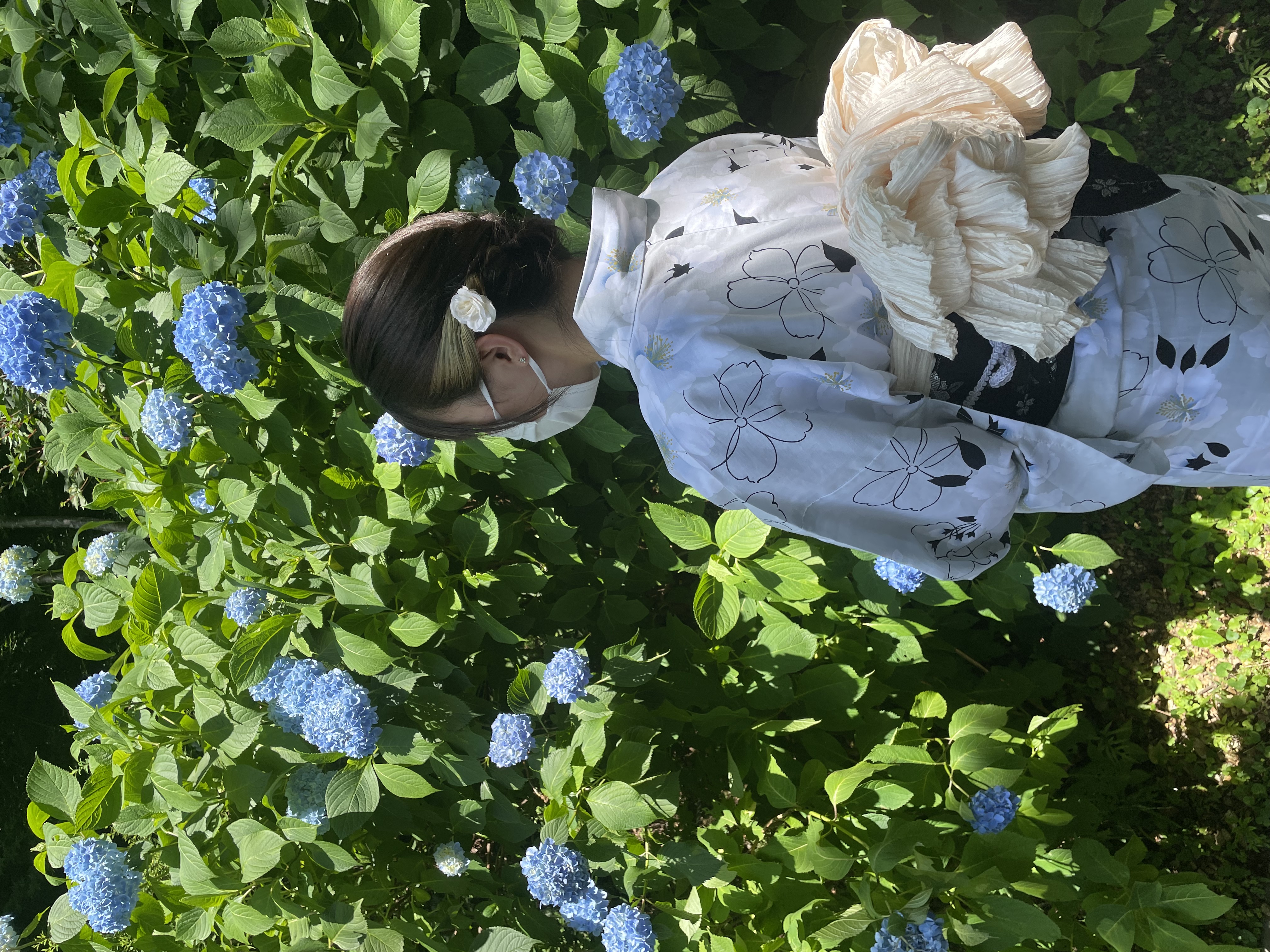 京都 あじさいおすすめスポット