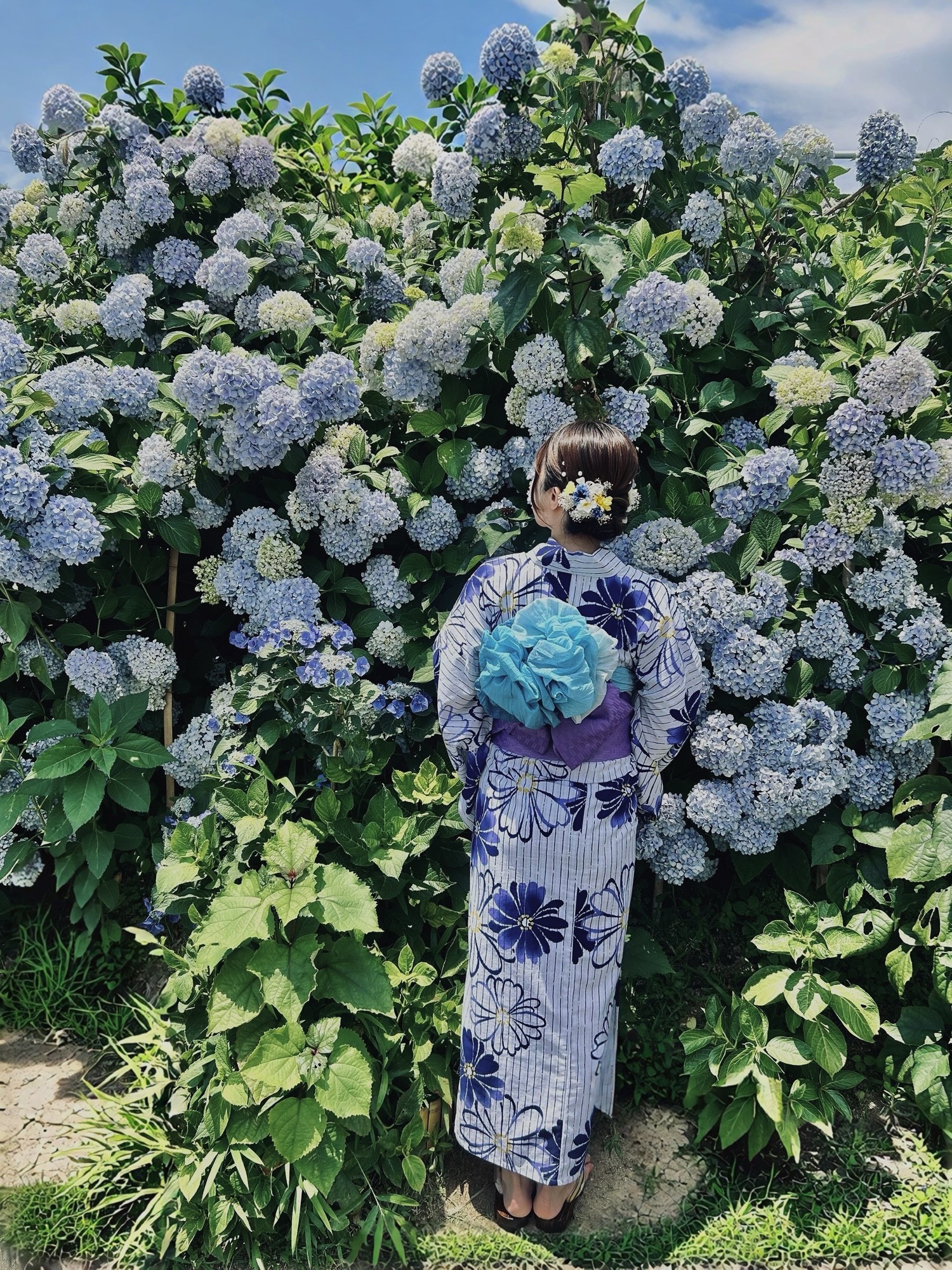 浴衣×紫陽花
