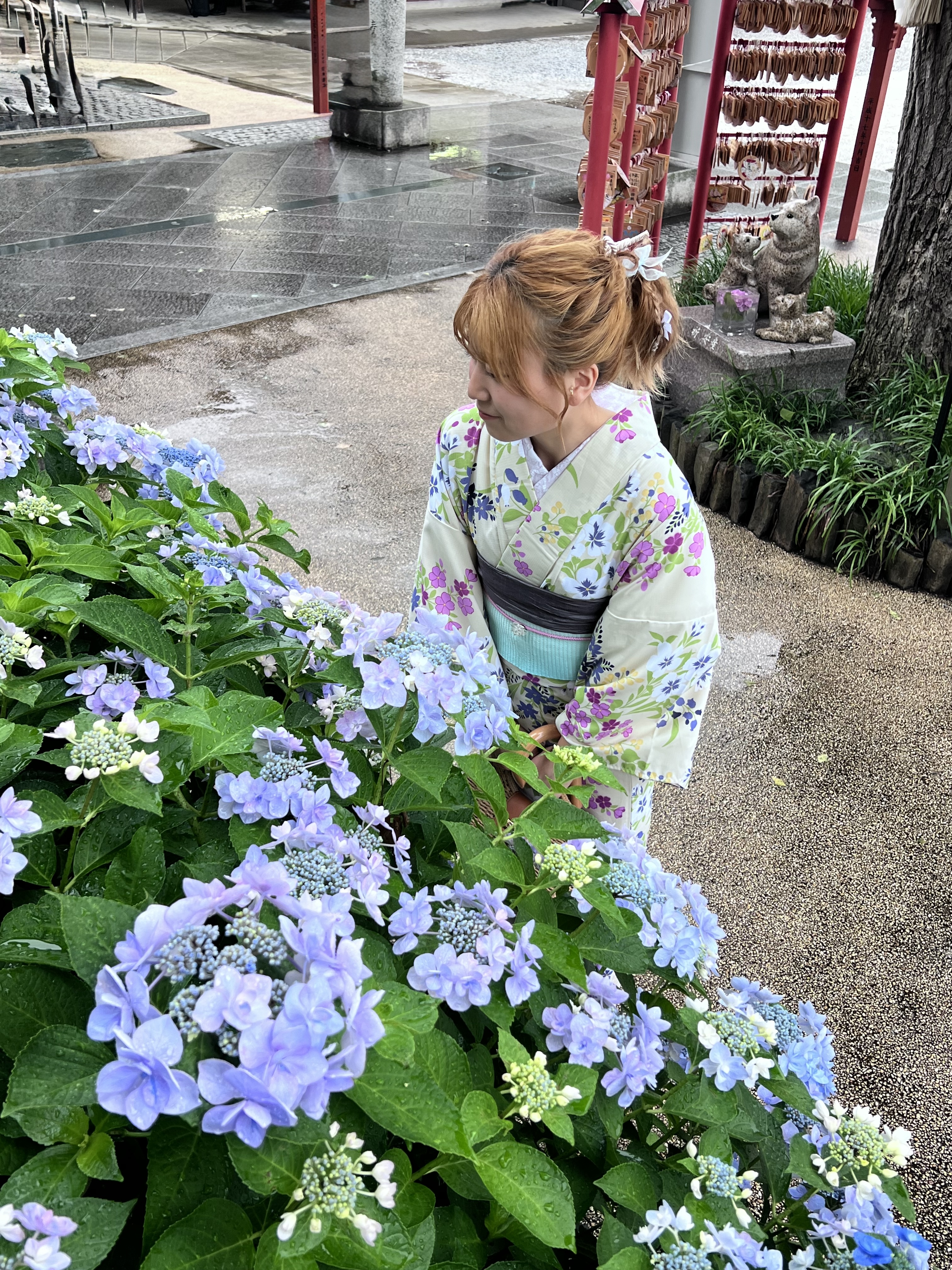 川越着物レンタルVASARA/紫陽花が見頃です.ᐟ